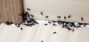 What Landlords in Waco Need to Know About Pest Related Liability